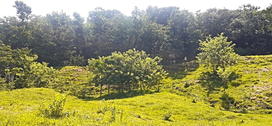 Mini Farm Community