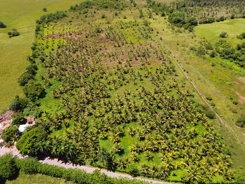 Coconut Farm