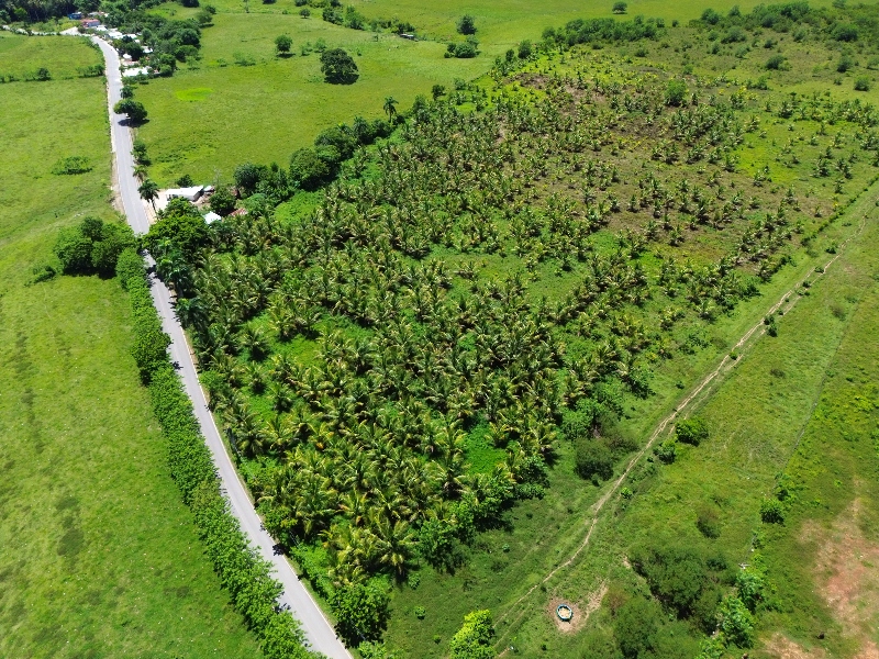 Coconut Farm — photo 2