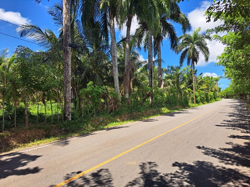 Coconut Farm — photo 3