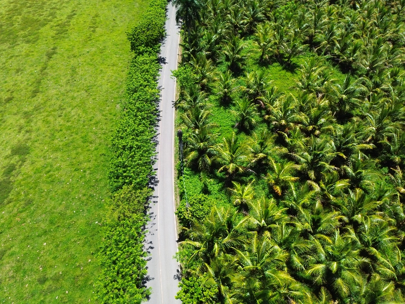 Coconut Farm — photo 5