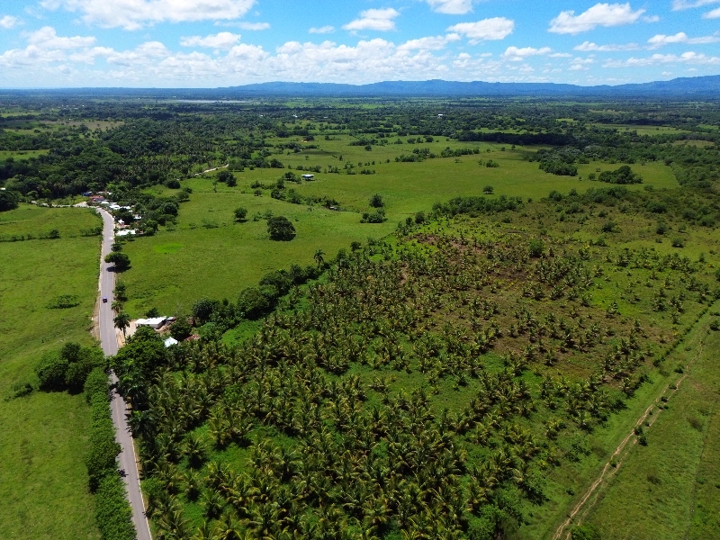 Coconut Farm — photo 4