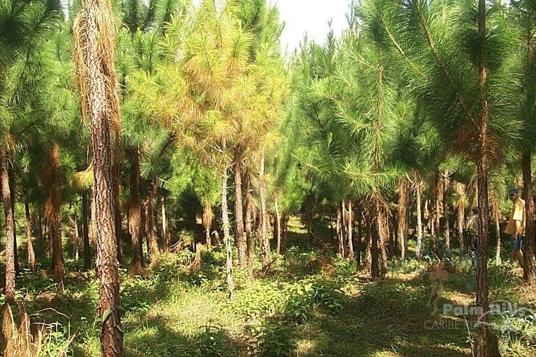Acacia Farm near Rio San Juan
